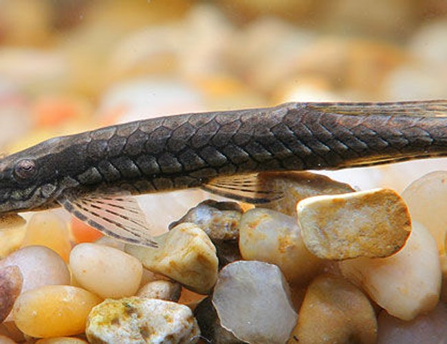 freshwater fish - farlowella gracilis - whiptail cat stocking in 45 gallons tank - Farlowella catfish freshwater fish - farlowella gracilis - whiptail cat stocking in 45 gallons tank - Farlowella catfish