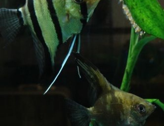 freshwater fish - pterophyllum scalare - angelfish stocking in 55 gallons tank - Dad (silver) and Mom (smokey), giving my camera lens the Evil Eye for zooming in on their fry. Pterophyllum scalare pair, Cerberus and Mocha. freshwater fish - pterophyllum scalare - angelfish stocking in 55 gallons tank - Dad (silver) and Mom (smokey), giving my camera lens the Evil Eye for zooming in on their fry. Pterophyllum scalare pair, Cerberus and Mocha.