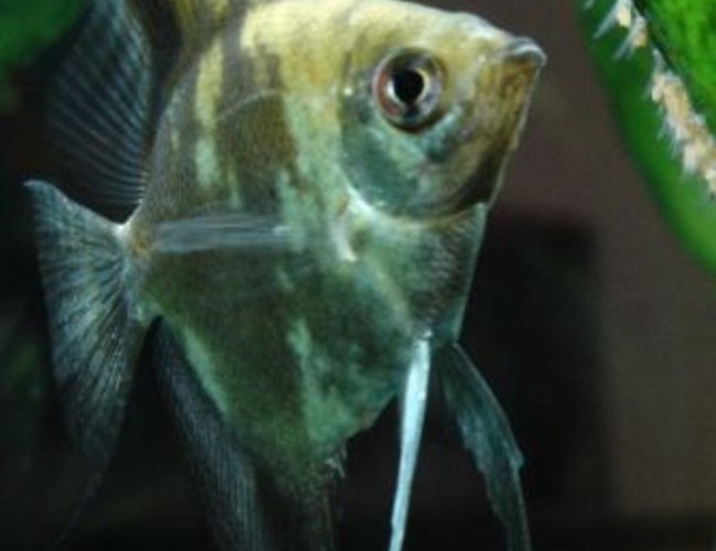 freshwater fish - pterophyllum sp. - gold veil angel stocking in 55 gallons tank - My smokey angelfish Mocha (Pterophyllum scalare), tending to her fry. freshwater fish - pterophyllum sp. - gold veil angel stocking in 55 gallons tank - My smokey angelfish Mocha (Pterophyllum scalare), tending to her fry.