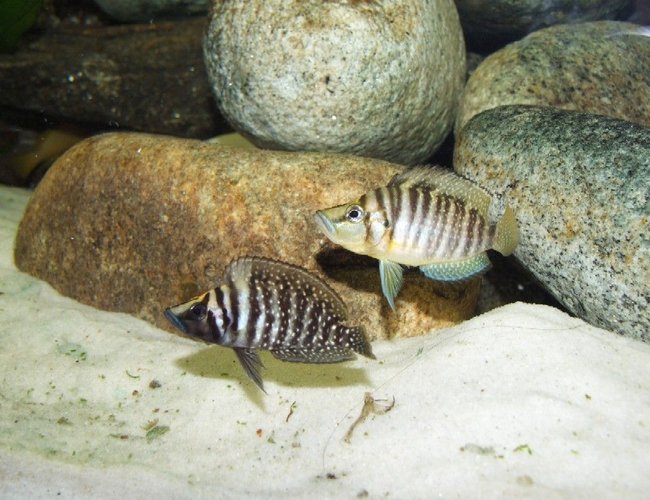 freshwater fish - altolamprologus compressicep - gold head compressicep cichlid stocking in 79 gallons tank - Altolamprologus calvus and compressiceps freshwater fish - altolamprologus compressicep - gold head compressicep cichlid stocking in 79 gallons tank - Altolamprologus calvus and compressiceps