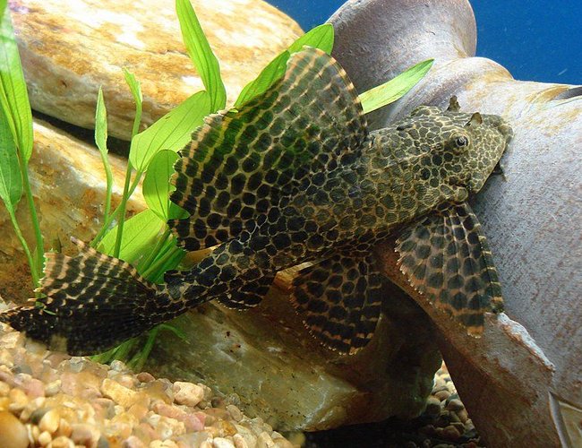 freshwater fish - hypostomus punctatus - trinidad pleco stocking in 75 gallons tank - 8" spotted Pleco strutting like a Peacock... freshwater fish - hypostomus punctatus - trinidad pleco stocking in 75 gallons tank - 8" spotted Pleco strutting like a Peacock...
