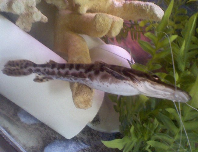 freshwater fish - pseudoplatystoma fasciatum - tiger shovelnose cat stocking in 60 gallons tank - HE'S GETTING TO BIG TOO FAST....WHAT CAN I DO
? freshwater fish - pseudoplatystoma fasciatum - tiger shovelnose cat stocking in 60 gallons tank - HE'S GETTING TO BIG TOO FAST....WHAT CAN I DO
?
