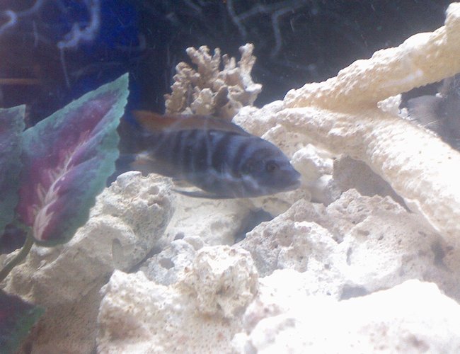 freshwater fish - pundamilia nyererei - nyererei hap stocking in 60 gallons tank - STILL A BABY freshwater fish - pundamilia nyererei - nyererei hap stocking in 60 gallons tank - STILL A BABY