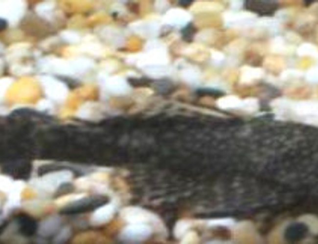 freshwater fish - glyptoperichthys gibbiceps - sailfin pleco (l-83) stocking in 33 gallons tank - my pleco dino i think :) freshwater fish - glyptoperichthys gibbiceps - sailfin pleco (l-83) stocking in 33 gallons tank - my pleco dino i think :)
