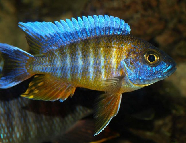 freshwater fish - aulonocara jacobfreibergi - african butterfly peacock stocking in 90 gallons tank - Aulonocaras Jacofreibergi freshwater fish - aulonocara jacobfreibergi - african butterfly peacock stocking in 90 gallons tank - Aulonocaras Jacofreibergi