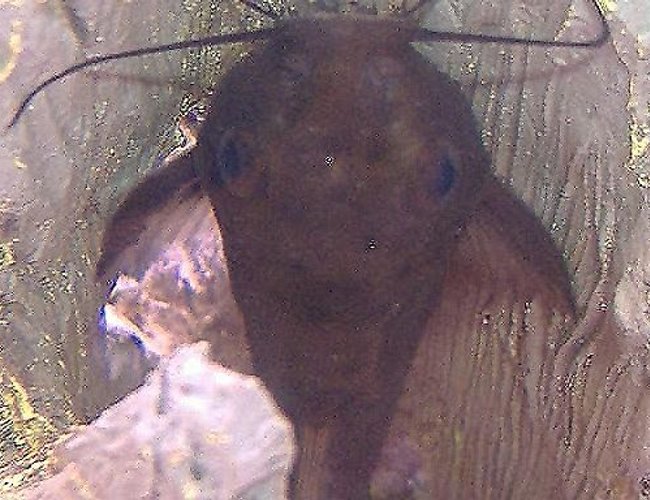 freshwater fish - parancistrus aurantiacus - rubber pleco (l-56) stocking in 10 gallons tank - My catfish, not sure what species freshwater fish - parancistrus aurantiacus - rubber pleco (l-56) stocking in 10 gallons tank - My catfish, not sure what species