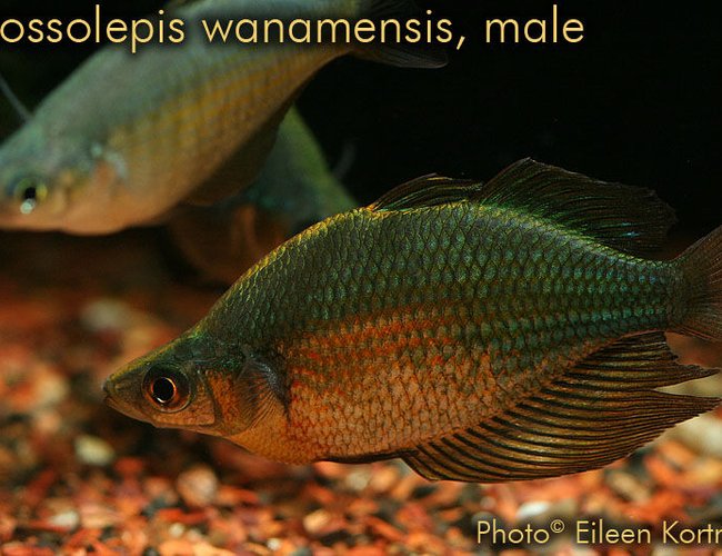 freshwater fish - glossolepis wanamensis - emerald rainbowfish stocking in 75 gallons tank - True Glossolepis wanamensis (Emerald rainbowfish), male (female in rear), 4" TL, approximately 2 years of age. freshwater fish - glossolepis wanamensis - emerald rainbowfish stocking in 75 gallons tank - True Glossolepis wanamensis (Emerald rainbowfish), male (female in rear), 4" TL, approximately 2 years of age.