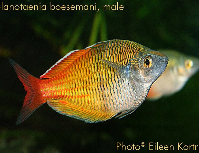 freshwater fish - melanotaenia boesemani - boesemani rainbow stocking in 75 gallons tank - Melanotaenia boesemani (Boeseman's rainbowfish), male, 3.75" TL, 2½ years old. freshwater fish - melanotaenia boesemani - boesemani rainbow stocking in 75 gallons tank - Melanotaenia boesemani (Boeseman's rainbowfish), male, 3.75" TL, 2½ years old.
