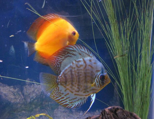 freshwater fish - symphysodon sp. - yellow marlboro discus stocking in 38 gallons tank - Discus
My 38 Gallon Aquarium, 3 Discus, 6 Tiger Barbs, 3 Chinese Algae Eaters, one Gold Nugget Pleco, and a Gold Chinese Algae Eater. I'm using a Marineland C-Series Multi Stage Canister Filter C-220, the best fiter out there. I personaly think this filter is better then the Eheim, because it allows no bypass, it forces the water through the filter media trays and not around them, all the other canisters allow 40% to 60%. freshwater fish - symphysodon sp. - yellow marlboro discus stocking in 38 gallons tank - Discus
My 38 Gallon Aquarium, 3 Discus, 6 Tiger Barbs, 3 Chinese Algae Eaters, one Gold Nugget Pleco, and a Gold Chinese Algae Eater. I'm using a Marineland C-Series Multi Stage Canister Filter C-220, the best fiter out there. I personaly think this filter is better then the Eheim, because it allows no bypass, it forces the water through the filter media trays and not around them, all the other canisters allow 40% to 60%.