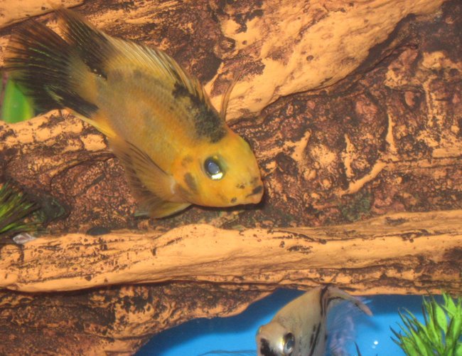 freshwater fish - heros severus x amphilophus citrinellum - blood parrot stocking in 55 gallons tank - my wife's juvenile blood parrot freshwater fish - heros severus x amphilophus citrinellum - blood parrot stocking in 55 gallons tank - my wife's juvenile blood parrot