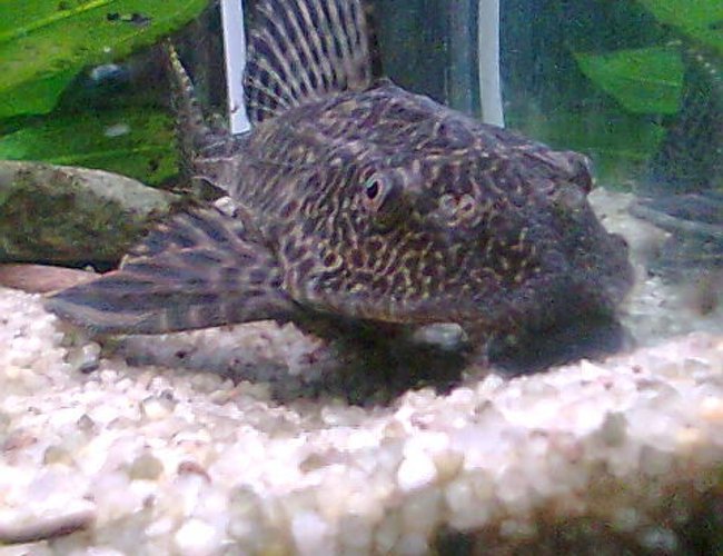 freshwater fish - glyptoperichthys gibbiceps - sailfin pleco (l-83) stocking in 66 gallons tank - my buddy freshwater fish - glyptoperichthys gibbiceps - sailfin pleco (l-83) stocking in 66 gallons tank - my buddy