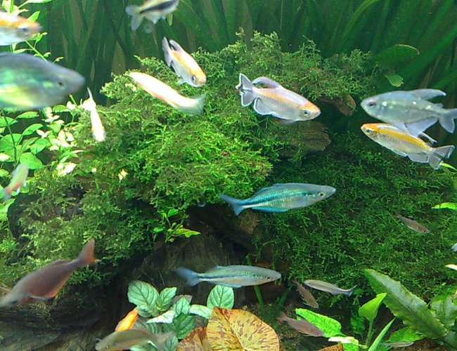 freshwater fish - phenacogrammus interruptus - congo tetra stocking in 85 gallons tank - my congo fish & blue & red rainbow fish freshwater fish - phenacogrammus interruptus - congo tetra stocking in 85 gallons tank - my congo fish & blue & red rainbow fish