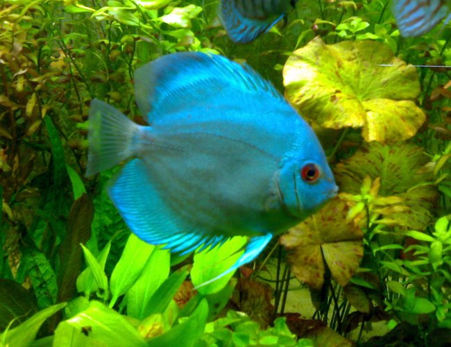 freshwater fish - symphysodon sp. - neon blue discus stocking in 85 gallons tank - my blue discus freshwater fish - symphysodon sp. - neon blue discus stocking in 85 gallons tank - my blue discus