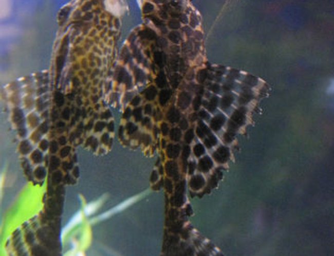 freshwater fish - isorineloricaria spinosissima - zucchini catfish stocking in 55 gallons tank - Giorgios kissing himself in the mirror. He's so vain. freshwater fish - isorineloricaria spinosissima - zucchini catfish stocking in 55 gallons tank - Giorgios kissing himself in the mirror. He's so vain.