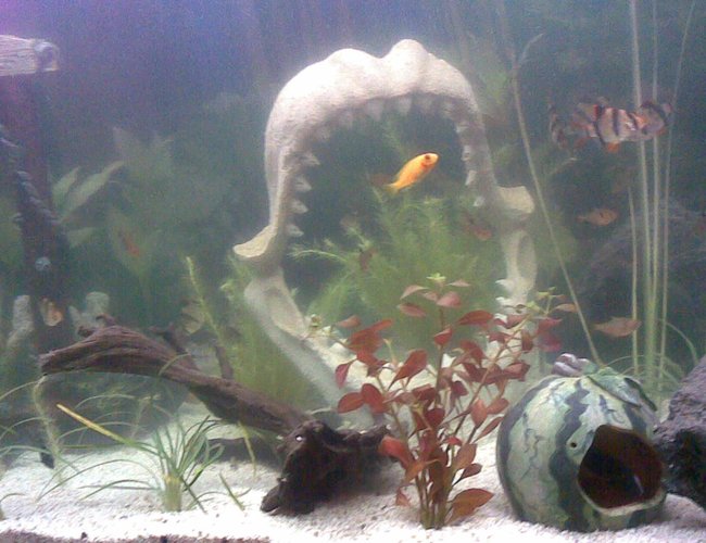 freshwater fish - puntius tetrazona - tiger barb stocking in 100 gallons tank - FISH freshwater fish - puntius tetrazona - tiger barb stocking in 100 gallons tank - FISH