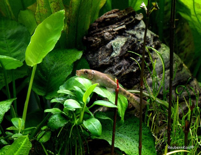 freshwater fish - otocinclus sp. - otocinclus catfish stocking in 6 gallons tank - SunBurnTime freshwater fish - otocinclus sp. - otocinclus catfish stocking in 6 gallons tank - SunBurnTime