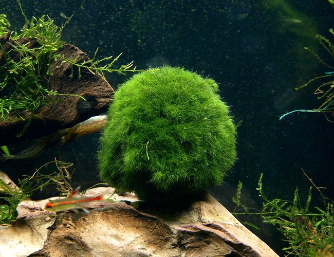 freshwater fish - apistogramma sp. - assorted apistogramma stocking in 6 gallons tank - Dragon Ball freshwater fish - apistogramma sp. - assorted apistogramma stocking in 6 gallons tank - Dragon Ball