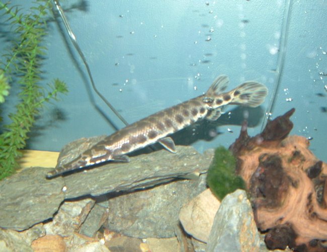 freshwater fish - lepisosteus oculatus - spotted gar stocking in 125 gallons tank - My Spotted Gar freshwater fish - lepisosteus oculatus - spotted gar stocking in 125 gallons tank - My Spotted Gar