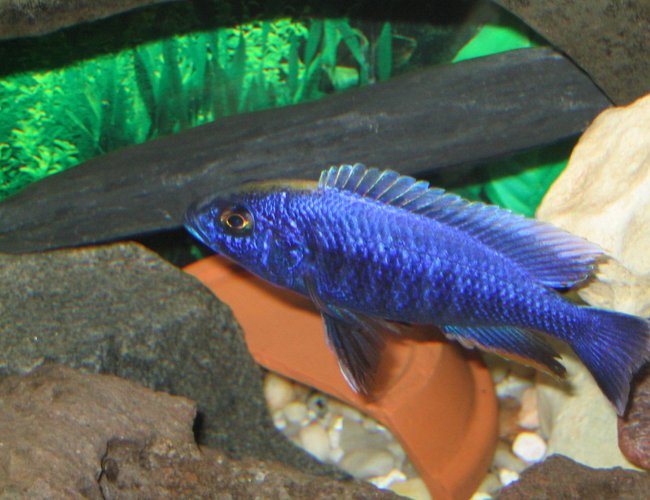 freshwater fish - sciaenochromis fryeri - electric blue hap stocking in 55 gallons tank - Male Haplochromis Ahli freshwater fish - sciaenochromis fryeri - electric blue hap stocking in 55 gallons tank - Male Haplochromis Ahli