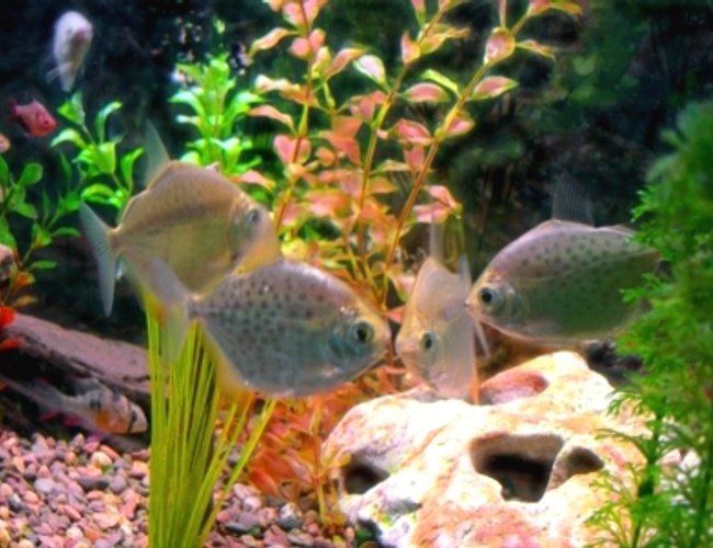 freshwater fish - metynnis argenteus - silver dollar stocking in 30 gallons tank - A combination of a couple of pictures. freshwater fish - metynnis argenteus - silver dollar stocking in 30 gallons tank - A combination of a couple of pictures.