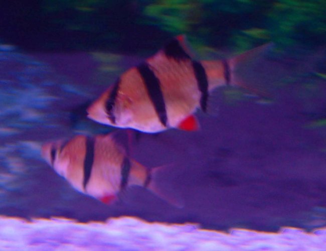 freshwater fish - puntius tetrazona - tiger barb stocking in 30 gallons tank - 3/4" Tiger Barb
They never stay still! freshwater fish - puntius tetrazona - tiger barb stocking in 30 gallons tank - 3/4" Tiger Barb
They never stay still!