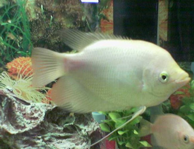 freshwater fish - helostoma temmincki - kissing gourami stocking in 35 gallons tank - gaintgroumi freshwater fish - helostoma temmincki - kissing gourami stocking in 35 gallons tank - gaintgroumi