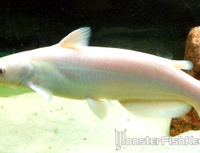 freshwater fish - corydoras aeneus - albino aeneus cory cat stocking in 300 gallons tank - Albino Channel Cat freshwater fish - corydoras aeneus - albino aeneus cory cat stocking in 300 gallons tank - Albino Channel Cat