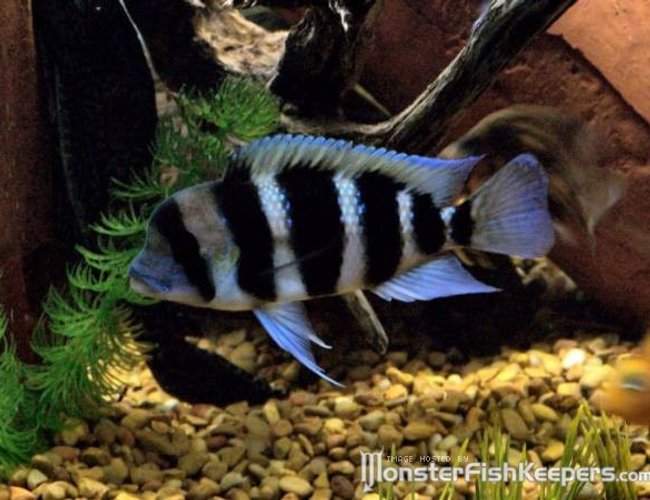 freshwater fish - cyphotilapia frontosa - frontosa cichlid stocking in 300 gallons tank - Frontosa Cichlid freshwater fish - cyphotilapia frontosa - frontosa cichlid stocking in 300 gallons tank - Frontosa Cichlid