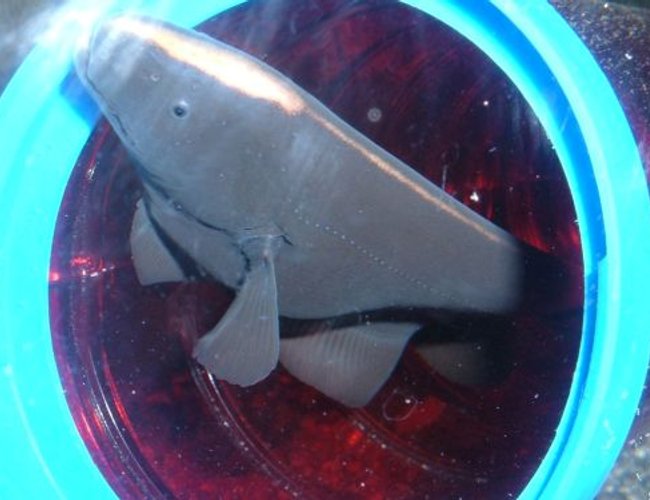 freshwater fish - apteronotus albifrons - black ghost knifefish stocking in 80 gallons tank - Black Ghost Knife freshwater fish - apteronotus albifrons - black ghost knifefish stocking in 80 gallons tank - Black Ghost Knife