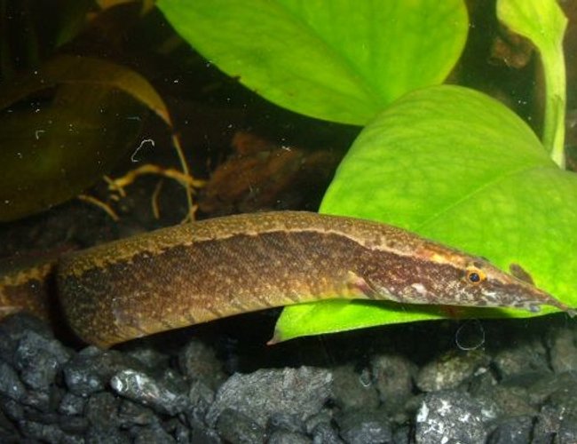 freshwater fish - macrognathus siamensis - peacock eel stocking in 80 gallons tank - Peacock Eel freshwater fish - macrognathus siamensis - peacock eel stocking in 80 gallons tank - Peacock Eel