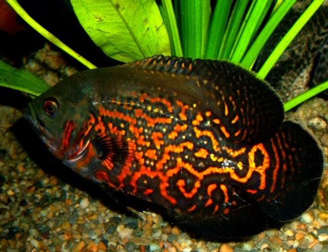 freshwater fish - astronotus ocellatus - tiger oscar stocking in 80 gallons tank - Tiger Oscar freshwater fish - astronotus ocellatus - tiger oscar stocking in 80 gallons tank - Tiger Oscar