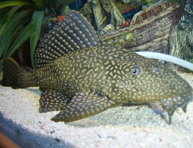 freshwater fish - hypostomus punctatus - trinidad pleco stocking in 120 gallons tank - pleco freshwater fish - hypostomus punctatus - trinidad pleco stocking in 120 gallons tank - pleco