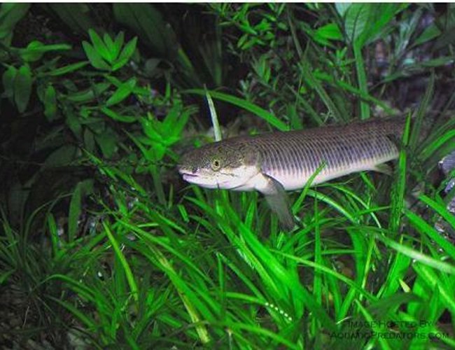 freshwater fish - polypterus palmas - palmas bichir stocking in 75 gallons tank - palamas poli bichir freshwater fish - polypterus palmas - palmas bichir stocking in 75 gallons tank - palamas poli bichir