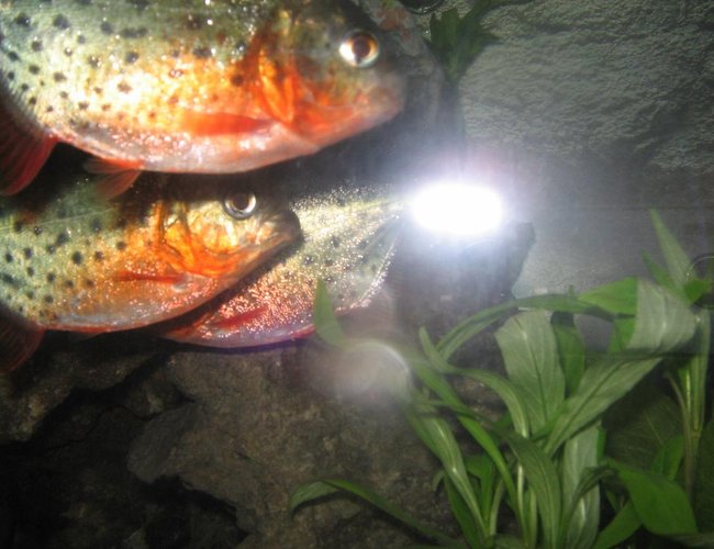 freshwater fish - pygocentrus nattereri - redbellied pirhana stocking in 2 gallons tank - hunting pirhanas freshwater fish - pygocentrus nattereri - redbellied pirhana stocking in 2 gallons tank - hunting pirhanas