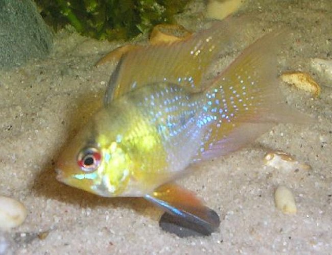 freshwater fish - papiliochromis ramirezi - gold ram stocking in 15 gallons tank - This is my new ram he is a long finned ballon ramirezi.His water his filtered through peat and i do daily 5% water changes to keep ammonia and nitrite levels in check.Saddly he has now passed on because he got caught in the filter god bless his fishy soul.RIP 14/2/06 freshwater fish - papiliochromis ramirezi - gold ram stocking in 15 gallons tank - This is my new ram he is a long finned ballon ramirezi.His water his filtered through peat and i do daily 5% water changes to keep ammonia and nitrite levels in check.Saddly he has now passed on because he got caught in the filter god bless his fishy soul.RIP 14/2/06