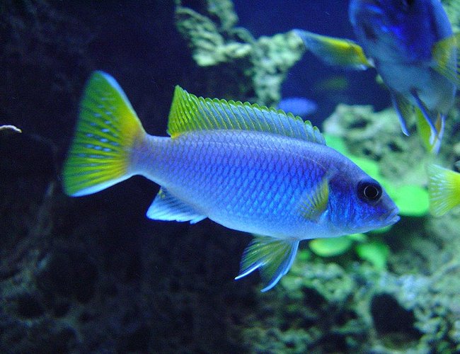 freshwater fish - pseudotropheus acei - acei cichlid stocking in 125 gallons tank - Male Pseudotropheus acei "Luwala Reef" freshwater fish - pseudotropheus acei - acei cichlid stocking in 125 gallons tank - Male Pseudotropheus acei "Luwala Reef"