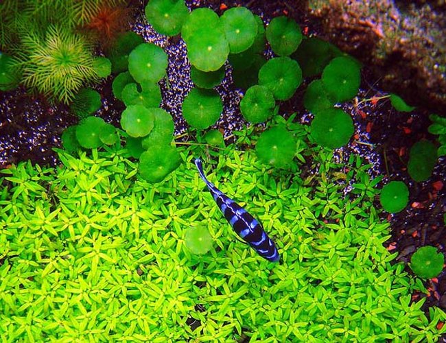 freshwater fish - pseudotropheus demasoni - demasoni cichlid stocking in 125 gallons tank - Pseudotropheus demasoni over bed of Elatine triandra freshwater fish - pseudotropheus demasoni - demasoni cichlid stocking in 125 gallons tank - Pseudotropheus demasoni over bed of Elatine triandra