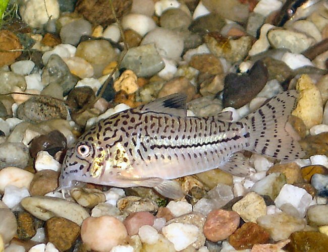 freshwater fish - corydoras nanus - nanus cory cat stocking in 20 gallons tank - A picture of one of my Cory Cats. freshwater fish - corydoras nanus - nanus cory cat stocking in 20 gallons tank - A picture of one of my Cory Cats.