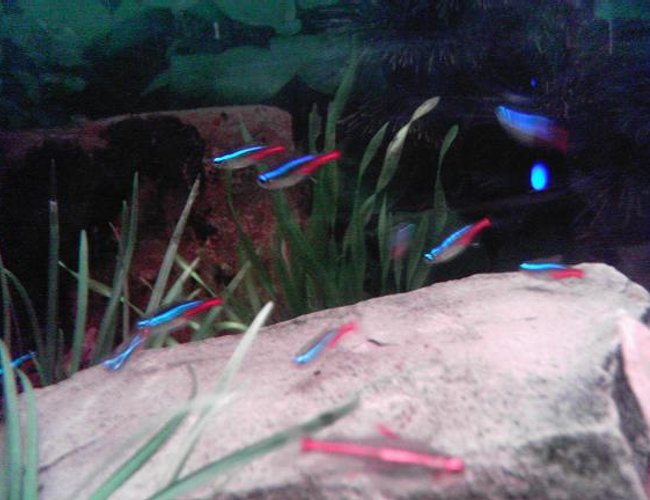 freshwater fish - hemigrammus erythrozonus - glowlight tetra stocking in 100 gallons tank - Neons and a glowlight tetra freshwater fish - hemigrammus erythrozonus - glowlight tetra stocking in 100 gallons tank - Neons and a glowlight tetra