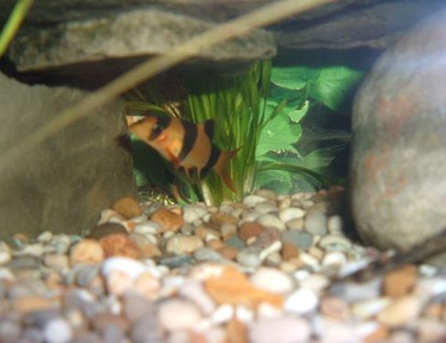 freshwater fish - botia macracantha - clown loach stocking in 100 gallons tank - Clown loach freshwater fish - botia macracantha - clown loach stocking in 100 gallons tank - Clown loach