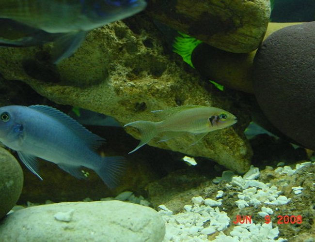 freshwater fish - neolamprologus brichardi - brichardi cichlid stocking in 75 gallons tank - Cobalt Blue and Brichardi freshwater fish - neolamprologus brichardi - brichardi cichlid stocking in 75 gallons tank - Cobalt Blue and Brichardi