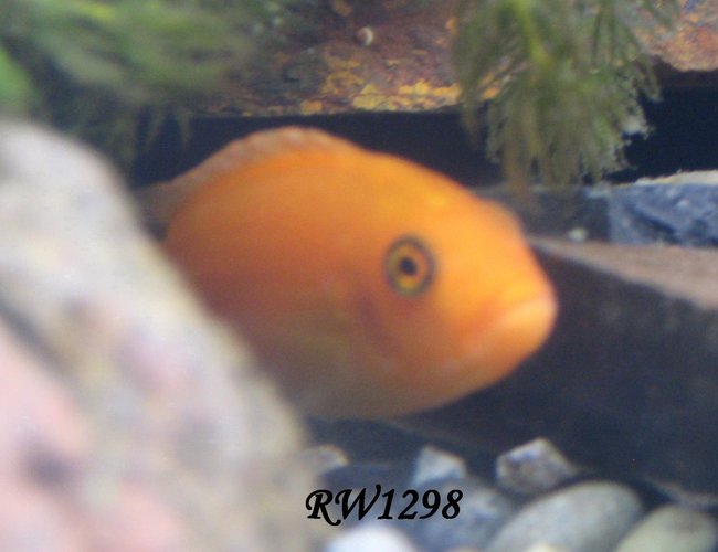 freshwater fish - pseudotropheus estherae - red zebra cichlid stocking in 60 gallons tank - whats up freshwater fish - pseudotropheus estherae - red zebra cichlid stocking in 60 gallons tank - whats up