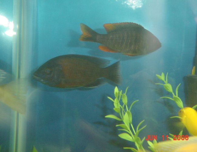 freshwater fish - copadichromis borleyi - yellowfin borleyi cichlid stocking in 75 gallons tank - Yellow Fin Boryalei - Male and Female freshwater fish - copadichromis borleyi - yellowfin borleyi cichlid stocking in 75 gallons tank - Yellow Fin Boryalei - Male and Female