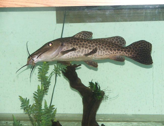 freshwater fish - auchenoglanis occidentalis - giraffe nosed catfish stocking in 110 gallons tank - 18in Giraffe Catfish freshwater fish - auchenoglanis occidentalis - giraffe nosed catfish stocking in 110 gallons tank - 18in Giraffe Catfish