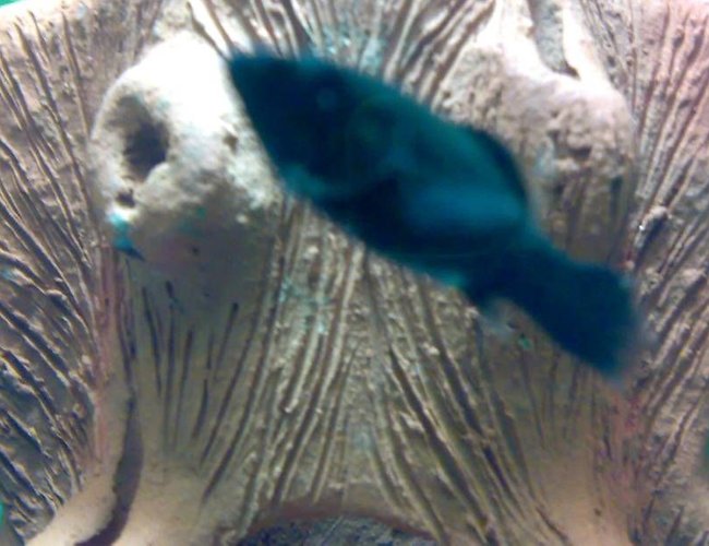 freshwater fish - poecilia latipinna - black molly stocking in 10 gallons tank - Black Molly freshwater fish - poecilia latipinna - black molly stocking in 10 gallons tank - Black Molly