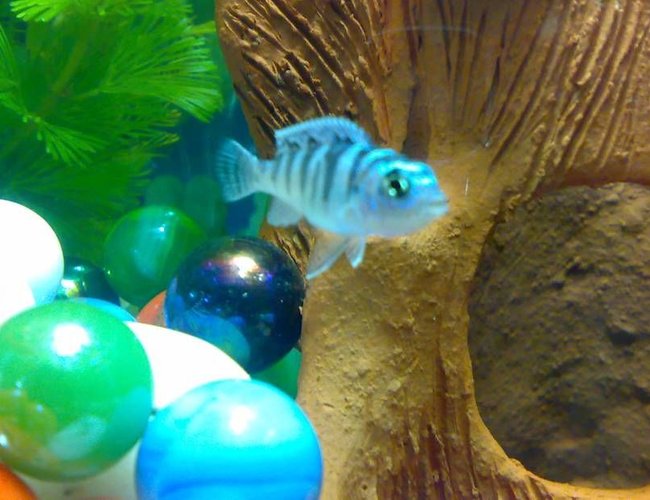 freshwater fish - metriaclima lombardoi - kenyi cichlid stocking in 10 gallons tank - Blue Morph freshwater fish - metriaclima lombardoi - kenyi cichlid stocking in 10 gallons tank - Blue Morph