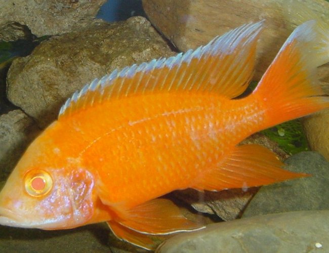 freshwater fish - aulonocara sp. - strawberry peacock cichlid stocking in 75 gallons tank - Males Strawberry Peacock freshwater fish - aulonocara sp. - strawberry peacock cichlid stocking in 75 gallons tank - Males Strawberry Peacock