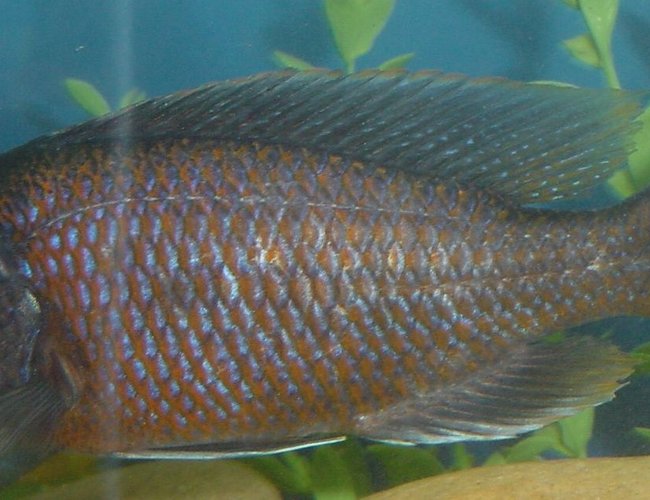 freshwater fish - copadichromis borleyi - yellowfin borleyi cichlid stocking in 75 gallons tank - Yellow Fin Borleyi - Male freshwater fish - copadichromis borleyi - yellowfin borleyi cichlid stocking in 75 gallons tank - Yellow Fin Borleyi - Male