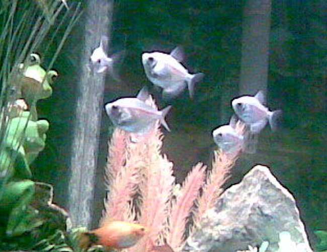 freshwater fish - hyphessobrycon erythrostigma - bleeding heart tetra stocking in 125 gallons tank - Some schoolin fruit tetras freshwater fish - hyphessobrycon erythrostigma - bleeding heart tetra stocking in 125 gallons tank - Some schoolin fruit tetras