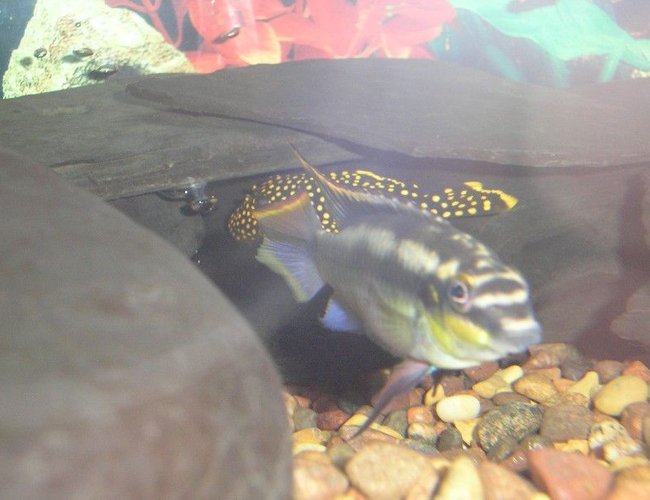 freshwater fish - pelvicachromis pulcher - kribensis cichlid stocking in 110 gallons tank - Kribensis and Gold Plecostomous freshwater fish - pelvicachromis pulcher - kribensis cichlid stocking in 110 gallons tank - Kribensis and Gold Plecostomous